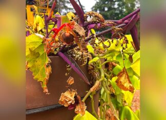 The Five Stages of Fall