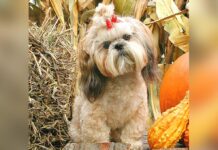 Hot tips for cool dogs