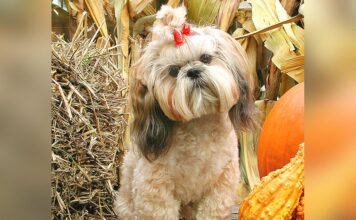 Hot tips for cool dogs