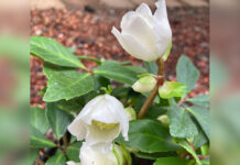 I’m Come Hellebore and High Water