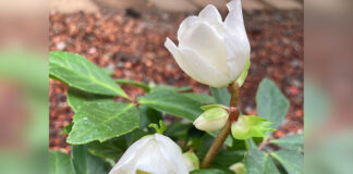 I’m Come Hellebore and High Water