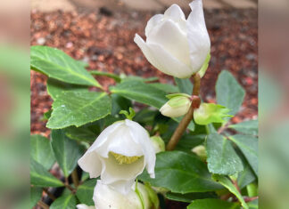 I’m Come Hellebore and High Water