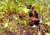 Tualatin’s Winona Grange Urges Blackberry Eradication