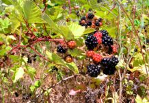 Tualatin’s Winona Grange Urges Blackberry Eradication