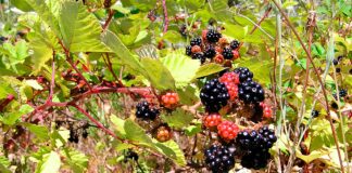 Tualatin’s Winona Grange Urges Blackberry Eradication