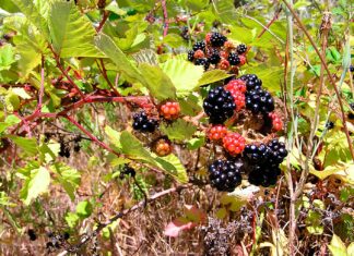 Tualatin’s Winona Grange Urges Blackberry Eradication