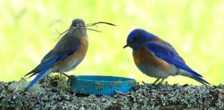 Local Western Bluebird conservation organization looking for new monitors