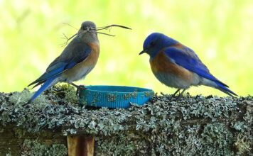 Local Western Bluebird conservation organization looking for new monitors