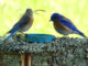 Local Western Bluebird conservation organization looking for new monitors