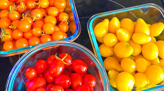 Jack of all Tomatoes