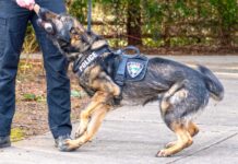Tualatin Police add new scent sniffing sleuth to its K-9 Pack The Tualatin Police Department has two other K-9s, each with a different specialty. Tony, a German Shepherd, is trained for drug detection, and Onyx, a Black Lab, is trained to be a comfort dog. MIKE ANTONELLI/TUALATIN LIFE