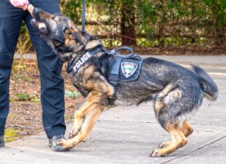 Tualatin Police add new scent sniffing sleuth to its K-9 Pack The Tualatin Police Department has two other K-9s, each with a different specialty. Tony, a German Shepherd, is trained for drug detection, and Onyx, a Black Lab, is trained to be a comfort dog. MIKE ANTONELLI/TUALATIN LIFE