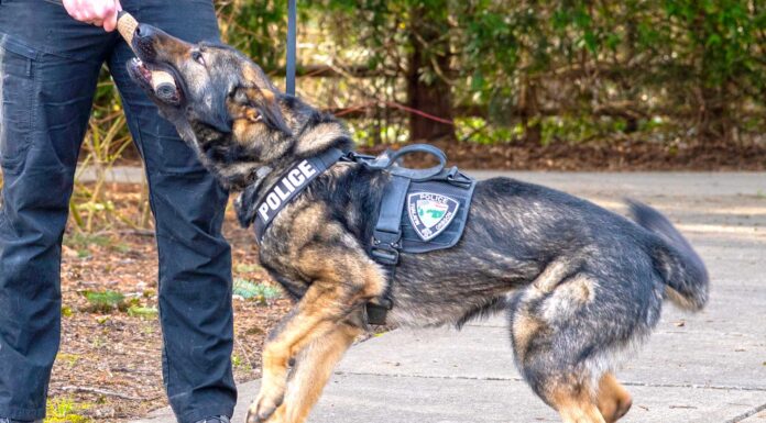 Tualatin Police add new scent sniffing sleuth to its K-9 Pack The Tualatin Police Department has two other K-9s, each with a different specialty. Tony, a German Shepherd, is trained for drug detection, and Onyx, a Black Lab, is trained to be a comfort dog. MIKE ANTONELLI/TUALATIN LIFE