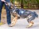 Tualatin Police add new scent sniffing sleuth to its K-9 Pack The Tualatin Police Department has two other K-9s, each with a different specialty. Tony, a German Shepherd, is trained for drug detection, and Onyx, a Black Lab, is trained to be a comfort dog. MIKE ANTONELLI/TUALATIN LIFE