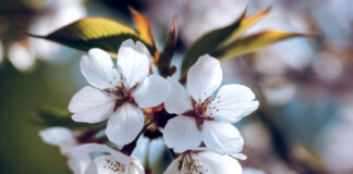 Spring Into Wellness: A Guide to Internal Spring Cleaning Spring flowers