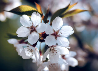 Spring Into Wellness: A Guide to Internal Spring Cleaning Spring flowers