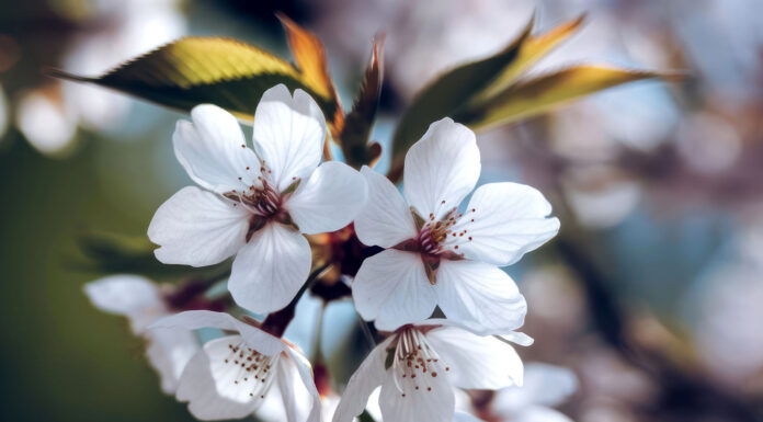 Spring Into Wellness: A Guide to Internal Spring Cleaning Spring flowers