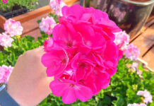 Root, Shoot, and Bloom