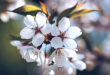 Spring Into Wellness: A Guide to Internal Spring Cleaning