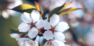 Spring Into Wellness: A Guide to Internal Spring Cleaning