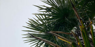 The Simple Palm Tree