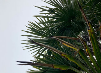 The Simple Palm Tree