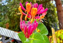 Baby, You’re a Flowerwork