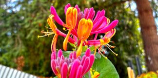 Baby, You’re a Flowerwork