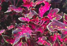 Code Orange: The Appearance of Summerween