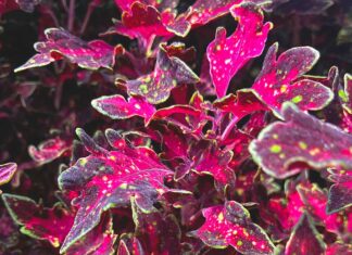 Code Orange: The Appearance of Summerween