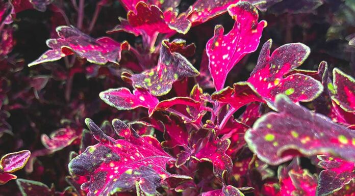 Code Orange: The Appearance of Summerween