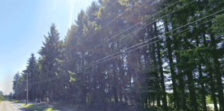 Local Developer and City Officials Search for a Path to Preserve Norwood Trees Developer Ken Allen and the City of Tualatin are searching for a path to preserve this swath of trees along Allen's 9.3-acre housing development