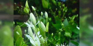 What Plant is Waiting for You?