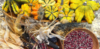 This Thanksgiving, Consider a Shift Toward Indigenous Food Traditions