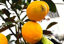 When Life Gives You Lemons