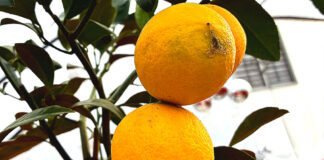 When Life Gives You Lemons