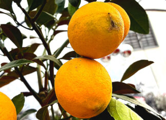 When Life Gives You Lemons