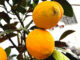 When Life Gives You Lemons