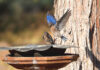 Help Save the Western Bluebird: Local Recovery Project Seeks Volunteers