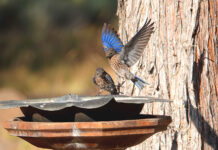 Help Save the Western Bluebird: Local Recovery Project Seeks Volunteers