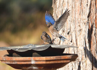 Help Save the Western Bluebird: Local Recovery Project Seeks Volunteers