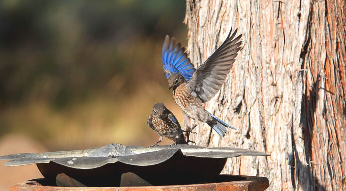 Help Save the Western Bluebird: Local Recovery Project Seeks Volunteers