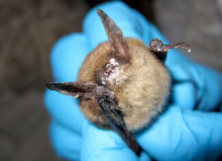 Deadly fungal disease that attacks bats detected for first time in Oregon A northern long-eared bat with white nose syndrome. (Photo by Steve Taylor, University of Illinois/U.S. Fish and Wildlife Service)