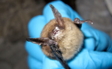 Deadly fungal disease that attacks bats detected for first time in Oregon A northern long-eared bat with white nose syndrome. (Photo by Steve Taylor, University of Illinois/U.S. Fish and Wildlife Service)
