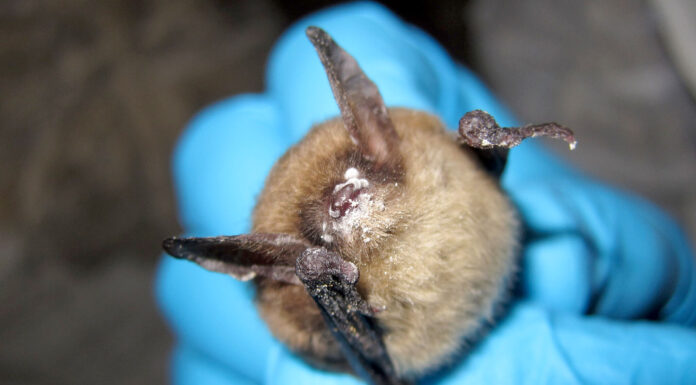 Deadly fungal disease that attacks bats detected for first time in Oregon A northern long-eared bat with white nose syndrome. (Photo by Steve Taylor, University of Illinois/U.S. Fish and Wildlife Service)