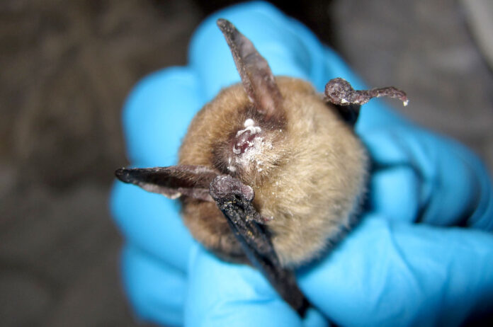 A northern long-eared bat with white nose syndrome. (Photo by Steve Taylor, University of Illinois/U.S. Fish and Wildlife Service)