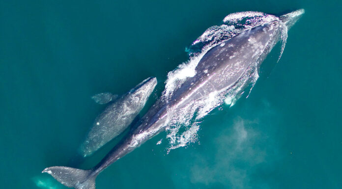 What Whale Watching Week in Oregon can tell us about climate change From Astoria to Brookings, volunteers and state park rangers this week from 10 a.m. to 1 p.m. are stationed at 15 locations to help visitors spot whales and answer questions during Whale Watching Week. (Courtesy of National Oceanic and Atmospheric Administration)