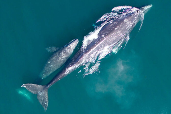 gray-whale-noaa From Astoria to Brookings, volunteers and state park rangers this week from 10 a.m. to 1 p.m. are stationed at 15 locations to help visitors spot whales and answer questions during Whale Watching Week. (Courtesy of National Oceanic and Atmospheric Administration)