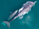 What Whale Watching Week in Oregon can tell us about climate change From Astoria to Brookings, volunteers and state park rangers this week from 10 a.m. to 1 p.m. are stationed at 15 locations to help visitors spot whales and answer questions during Whale Watching Week. (Courtesy of National Oceanic and Atmospheric Administration)