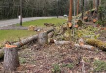 Opinion: What Happened on Stafford Road? Cut trees on Stafford road